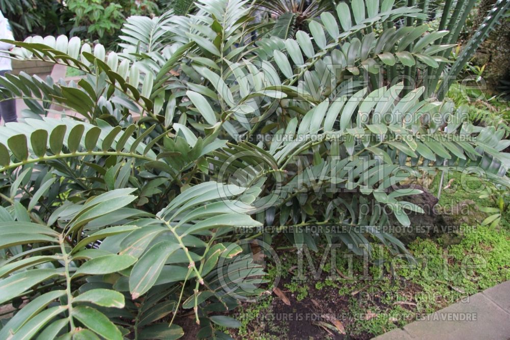 Zamia furfuracea (cardboard palm) 2