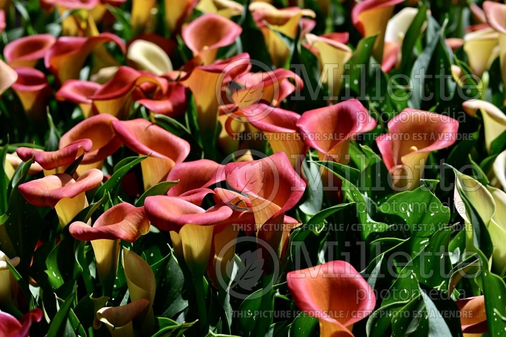 Zantedeschia Captain Brunello (Calla lily) 2 