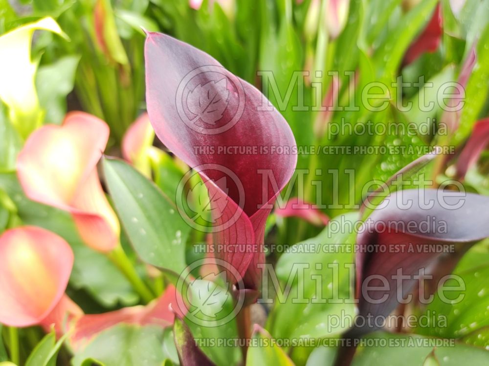 Zantedeschia Montevideo (Calla lily) 1 