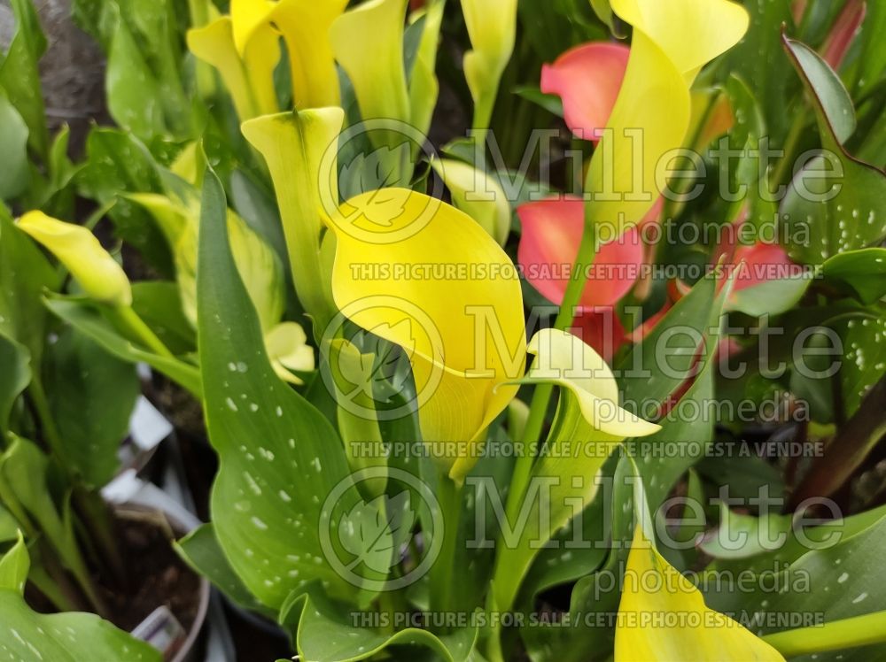 Zantedeschia Sunclub (Calla lily) 1 