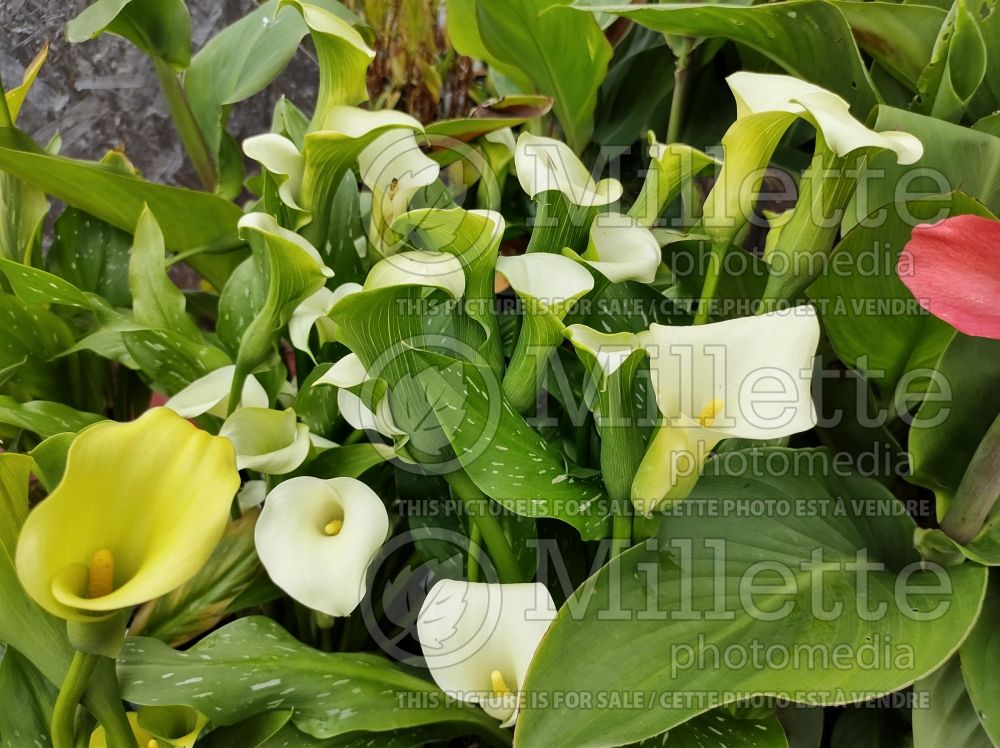 Zantedeschia White Flirt (Calla lily) 1 