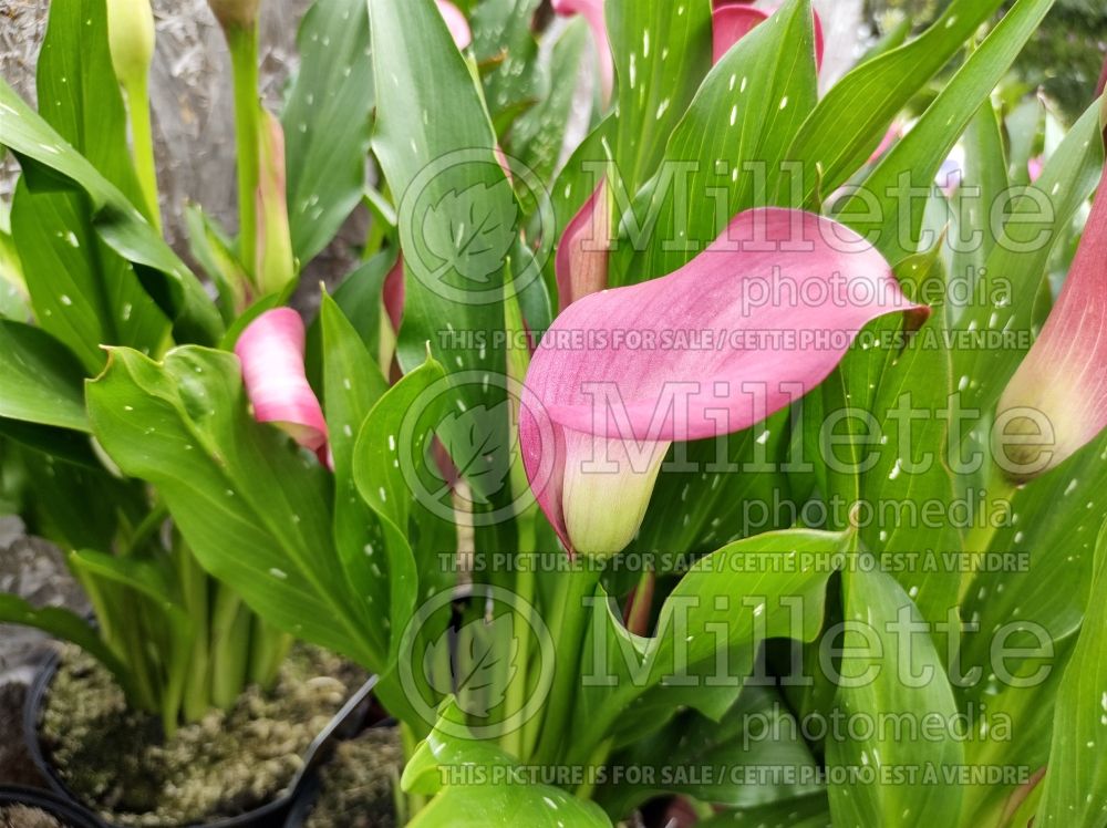 Zantedeschia Zazu (Calla lily) 1 