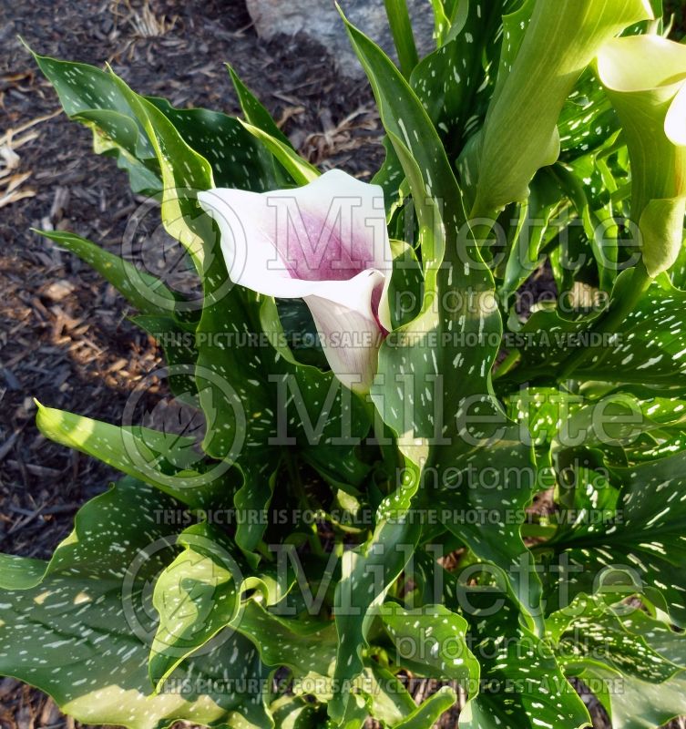 Zantedeschia aethiopica (Calla lily) 1 