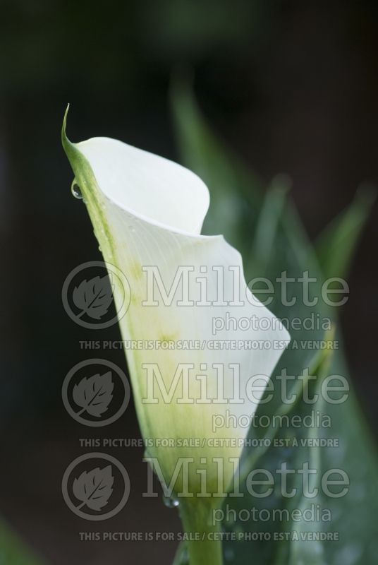 Zantedeschia albomaculata (Calla lily) 1 