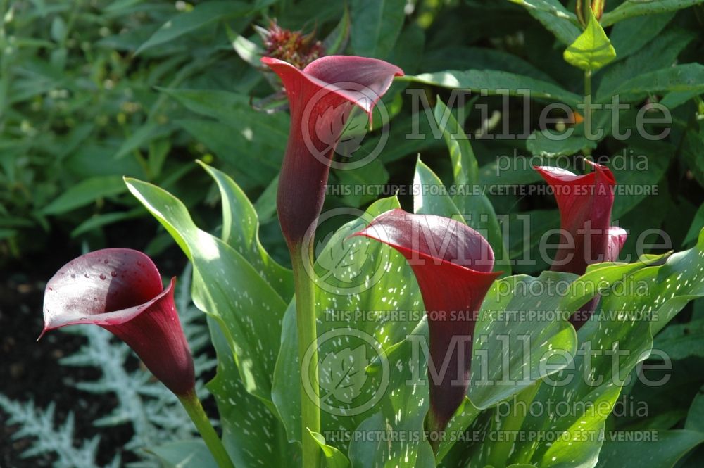 Zantedeschia Black Forest (Calla lily) 1