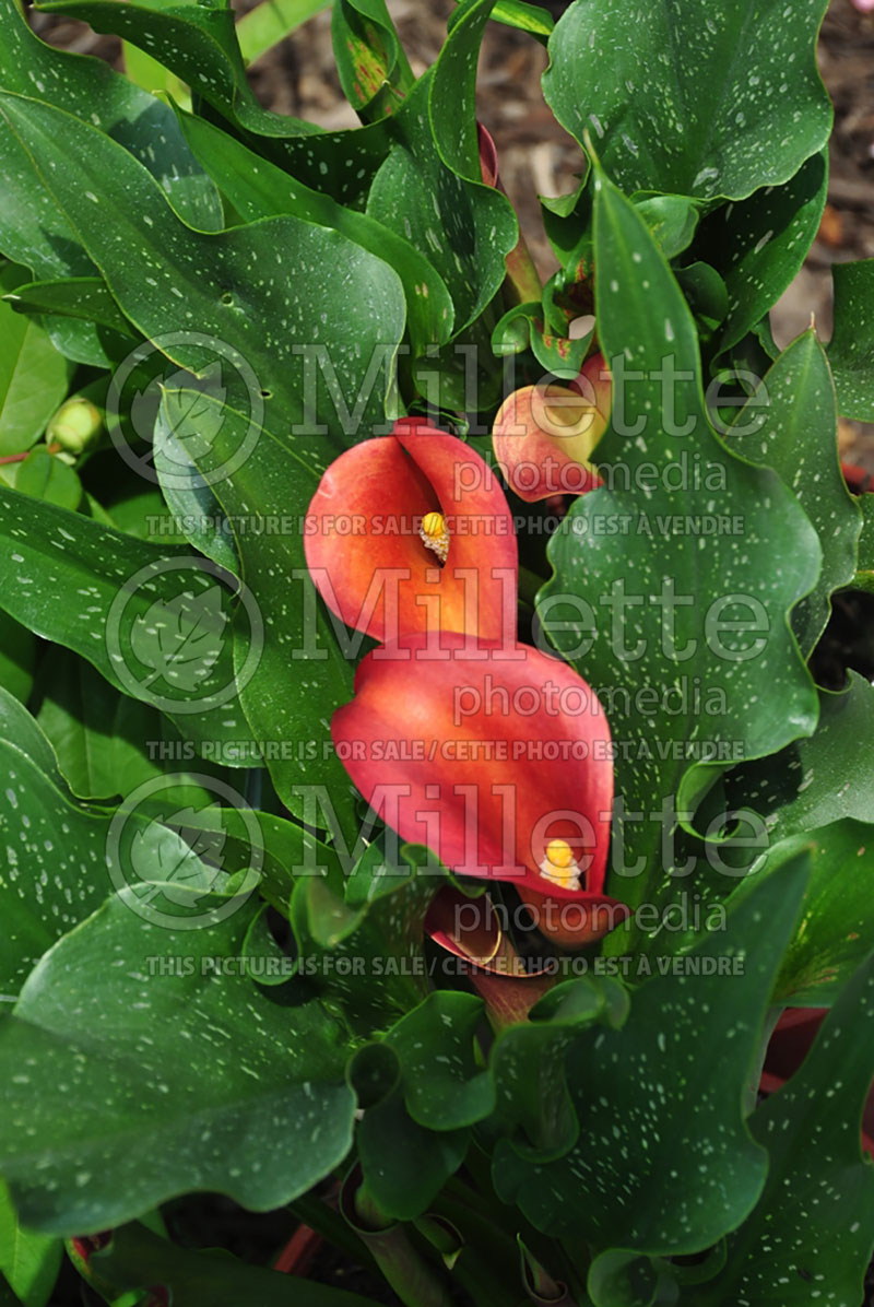 Zantedeschia Captain Murano (Calla lily) 1 