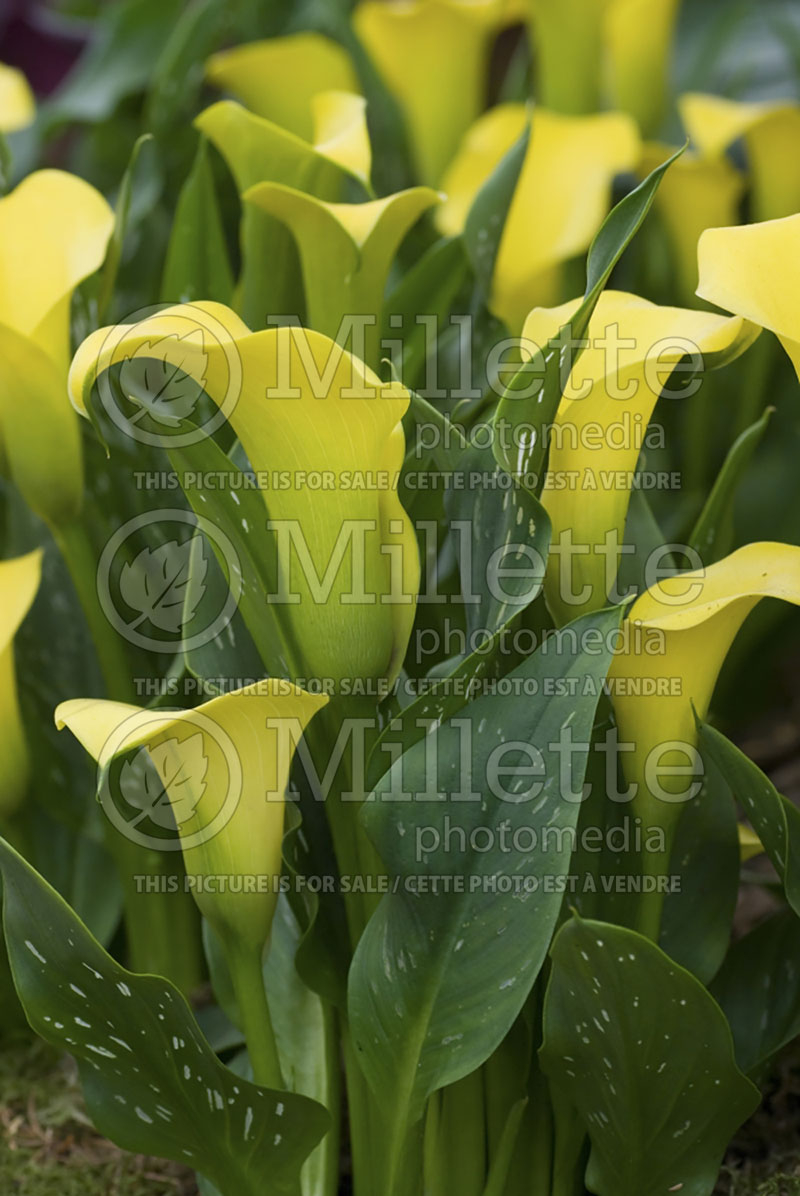 Zantedeschia Captain Tendens (Calla lily) 1 