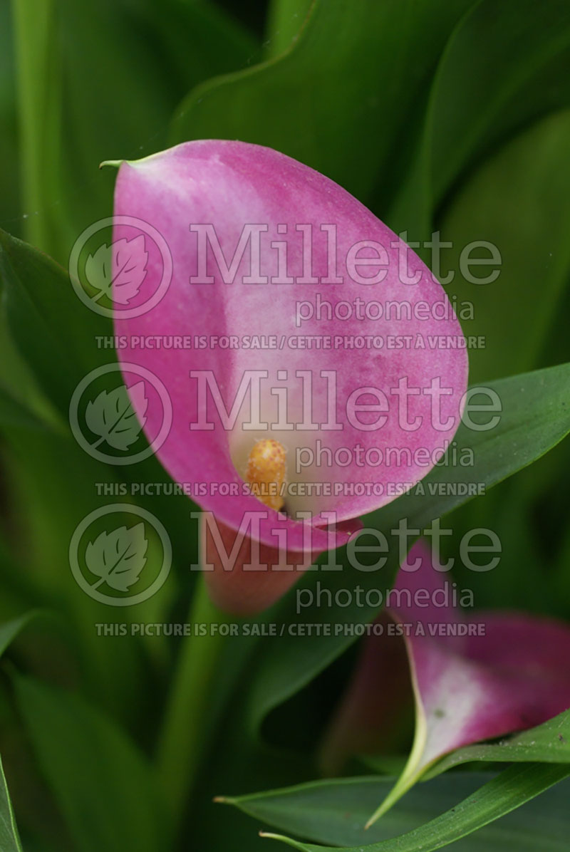 Zantedeschia Garnet Glow (Calla lily) 1 