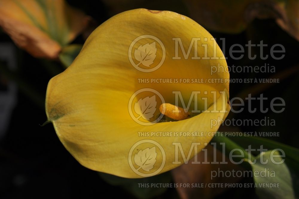 Zantedeschia Golden Chalice (Caladium Calla Lily)  1