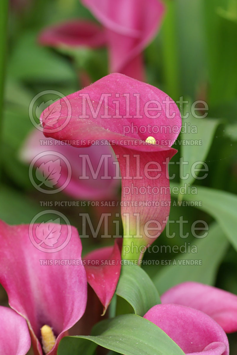 Zantedeschia Lipstick (Calla lily) 1 