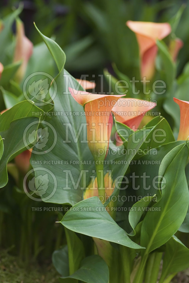 Zantedeschia Mango (Calla lily) 1 