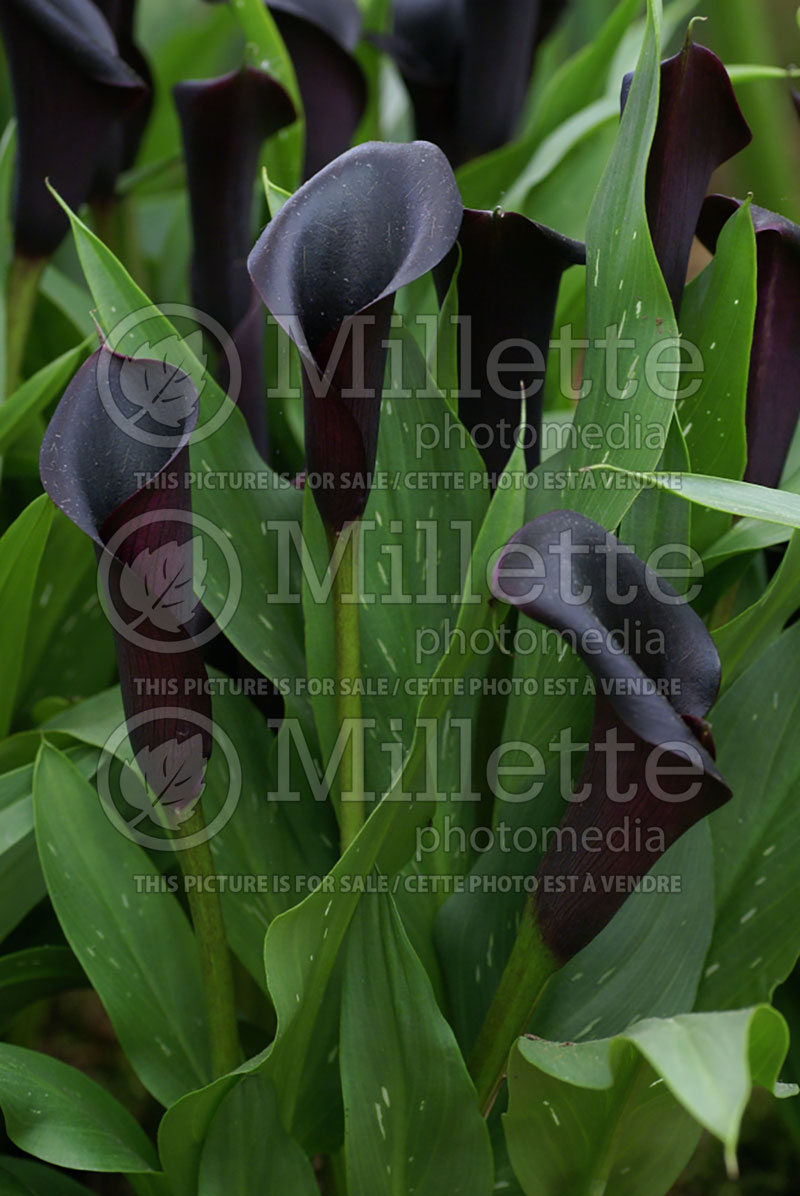 Zantedeschia Odessa (Calla lily) 1 