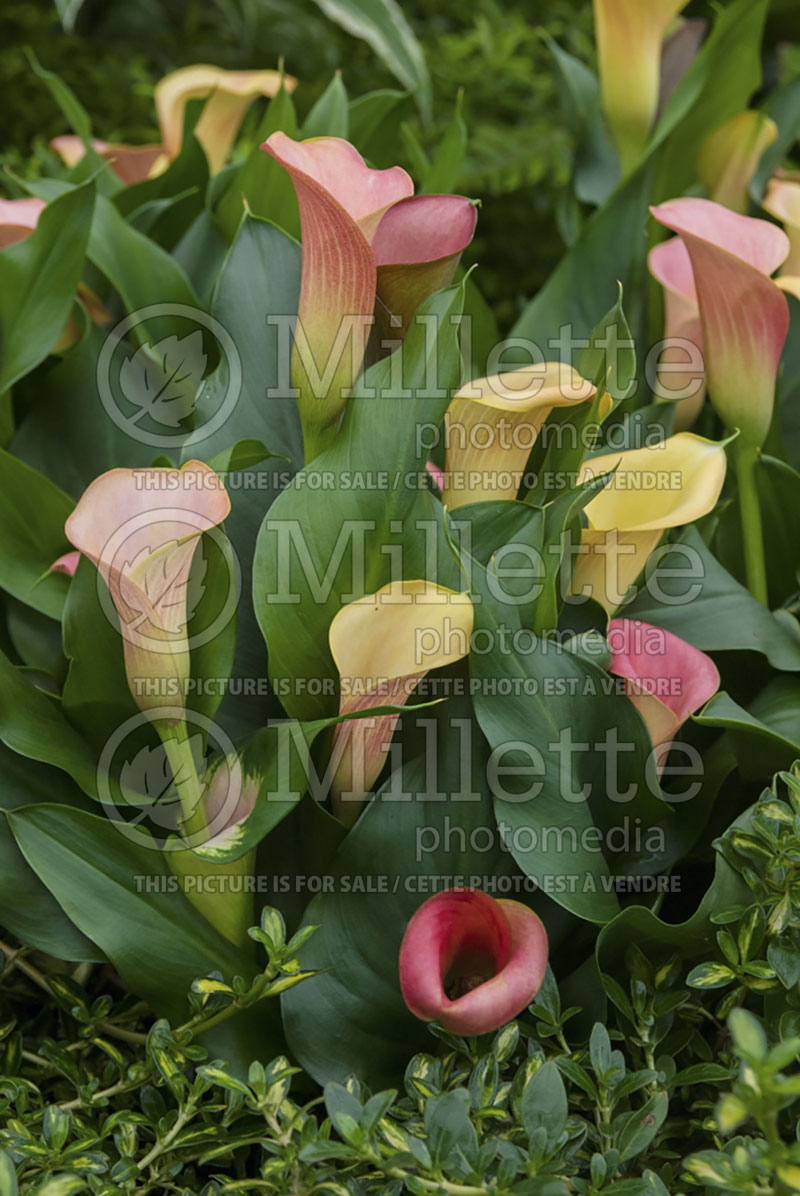 Zantedeschia Passionfruit (Calla lily) 1 