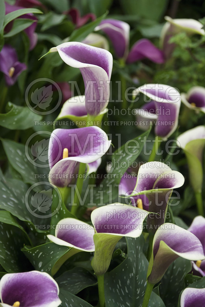 Zantedeschia Picasso (Calla lily) 1 