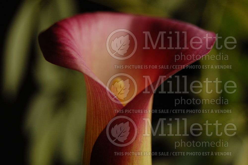 Zantedeschia rehmannii (Calla lily) 1