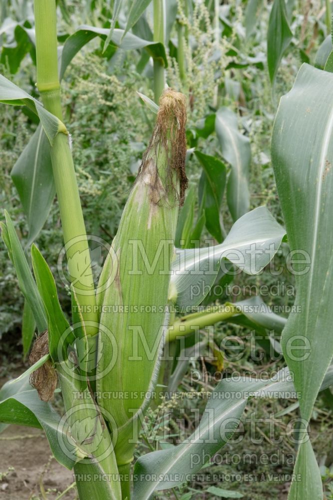 Zea mays  (Indian corn or maize vegetable - mais) 11