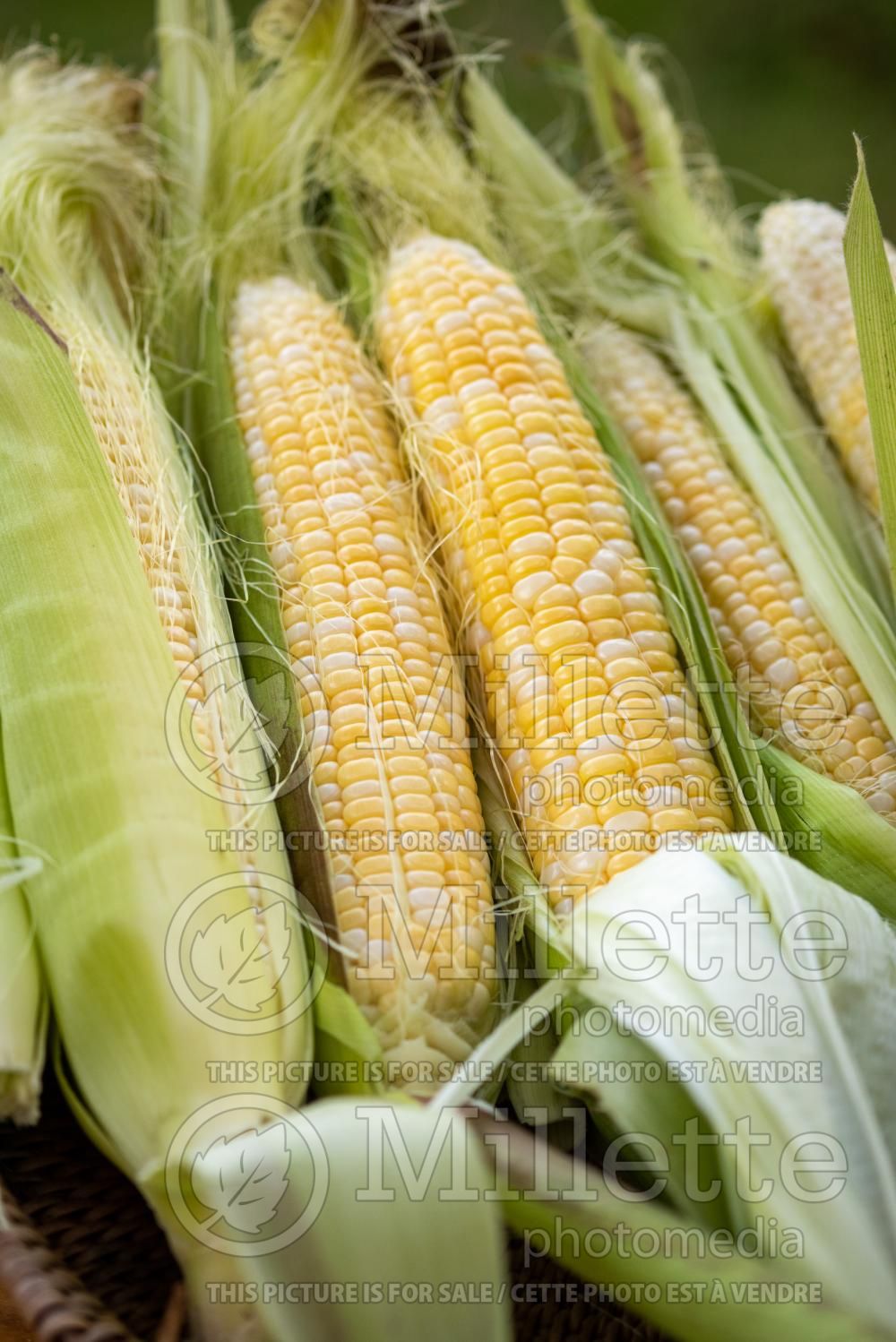 Zea bicolor (Indian sweet corn or maize) 1