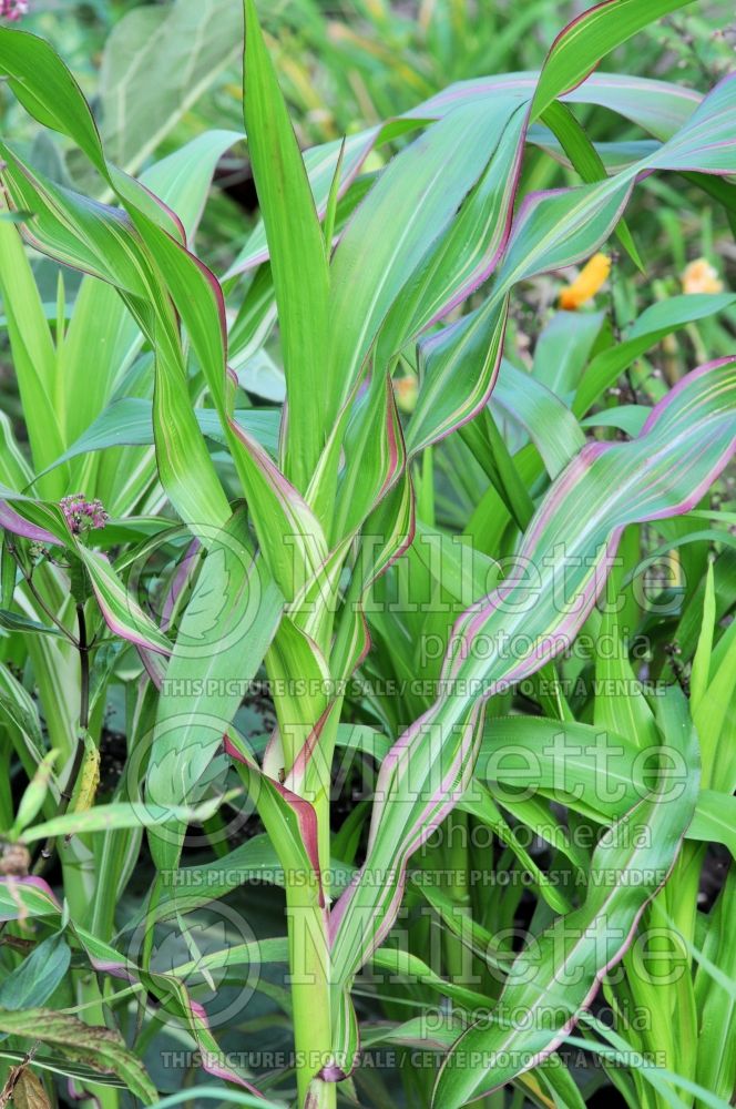 Zea mays japonica (Japonica Striped Maize ornamental corn) 3 
