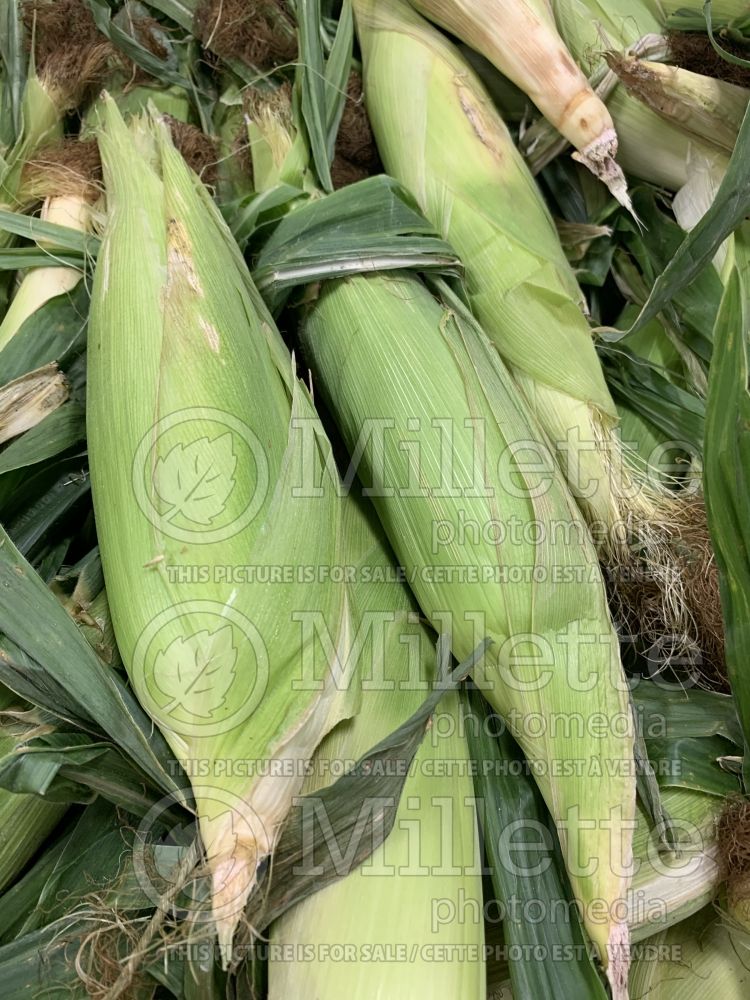 Zea mays (Indian corn or maize vegetable - mais) 1