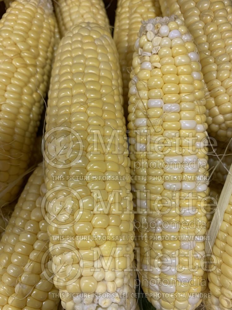 Zea mays (Indian corn or maize vegetable - mais) 3
