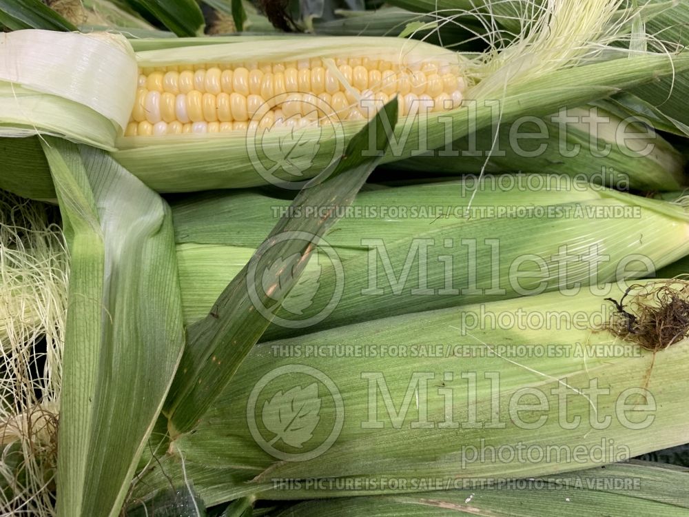 Zea mays  (Indian corn or maize vegetable - mais) 4