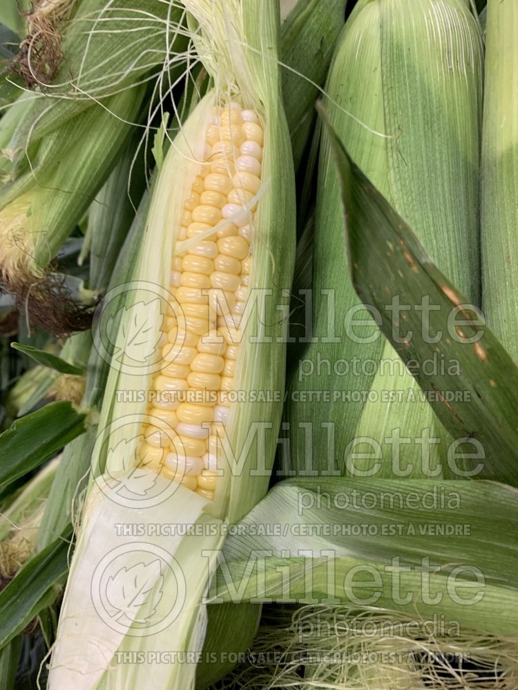 Zea mays  (Indian corn or maize vegetable - mais) 6