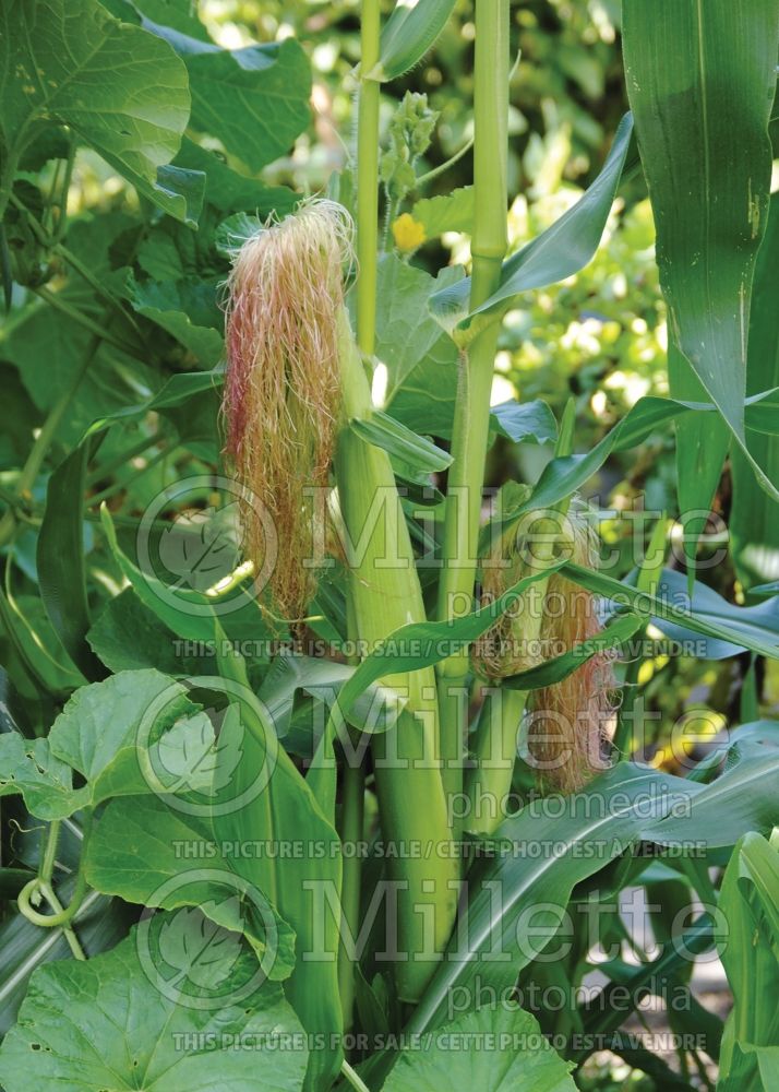 Zea mays (Indian corn or maize vegetable - mais) 8