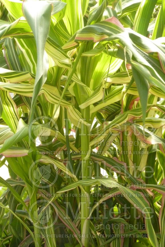 Zea Field of Dreams (Variegated Corn grass)  4