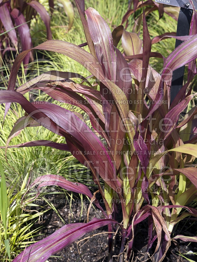 Zea mays japonica (Japonica Striped Maize ornamental corn) 1 