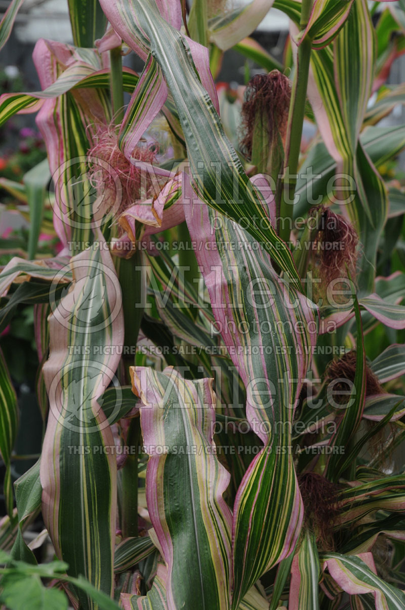 Zea Field of Dreams (Variegated Corn grass) 2