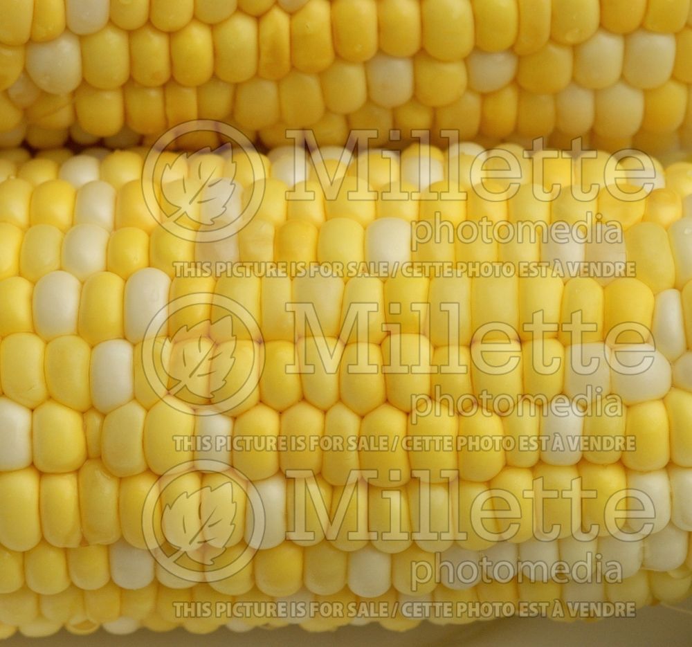 Zea mays  (Indian corn or maize vegetable - mais) 9