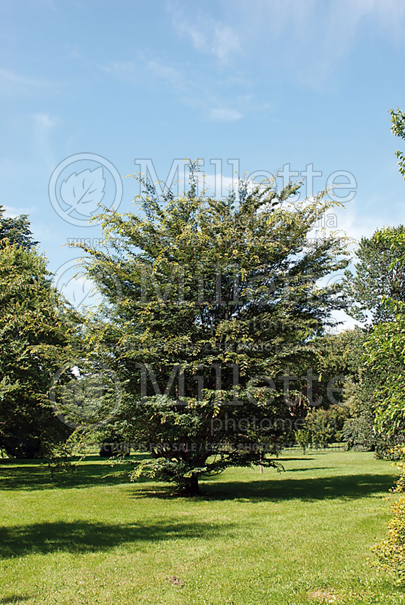 Zelkova serrata (Japanese zelkova) 1 