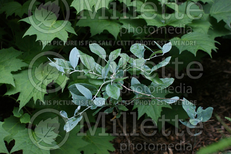 Zenobia Woodlander's Blue (Dusty Zenobia) 1 