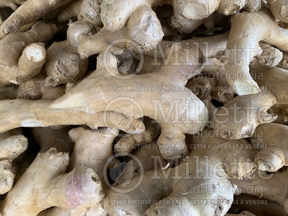 Zingiber officinale (Ginger roots) 3 