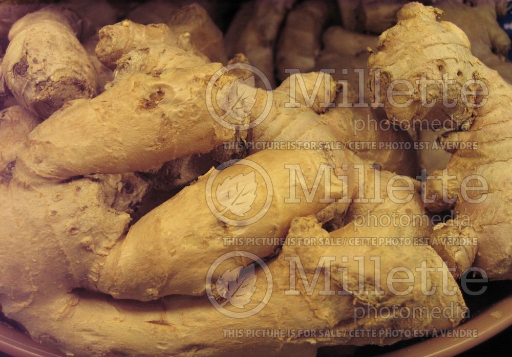 Zingiber officinale (Ginger roots) 2 