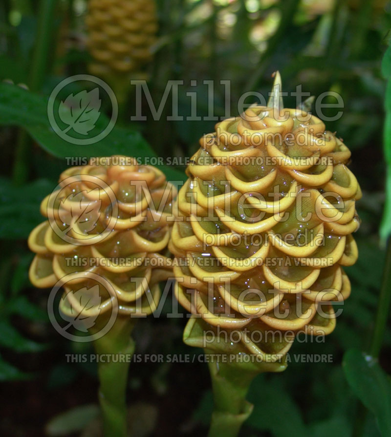 Zingiber spectabile (Beehive Ginger) 1 