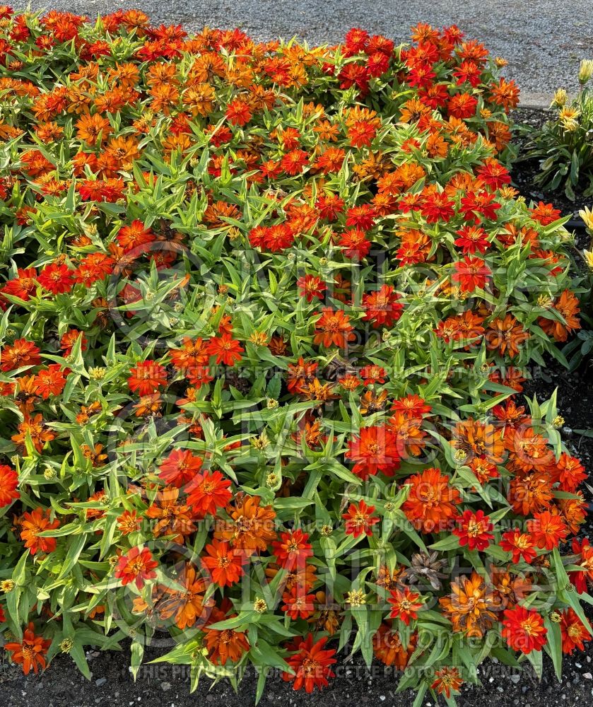 Zinnia Belize Double Scarlet (Zinnia) 1 