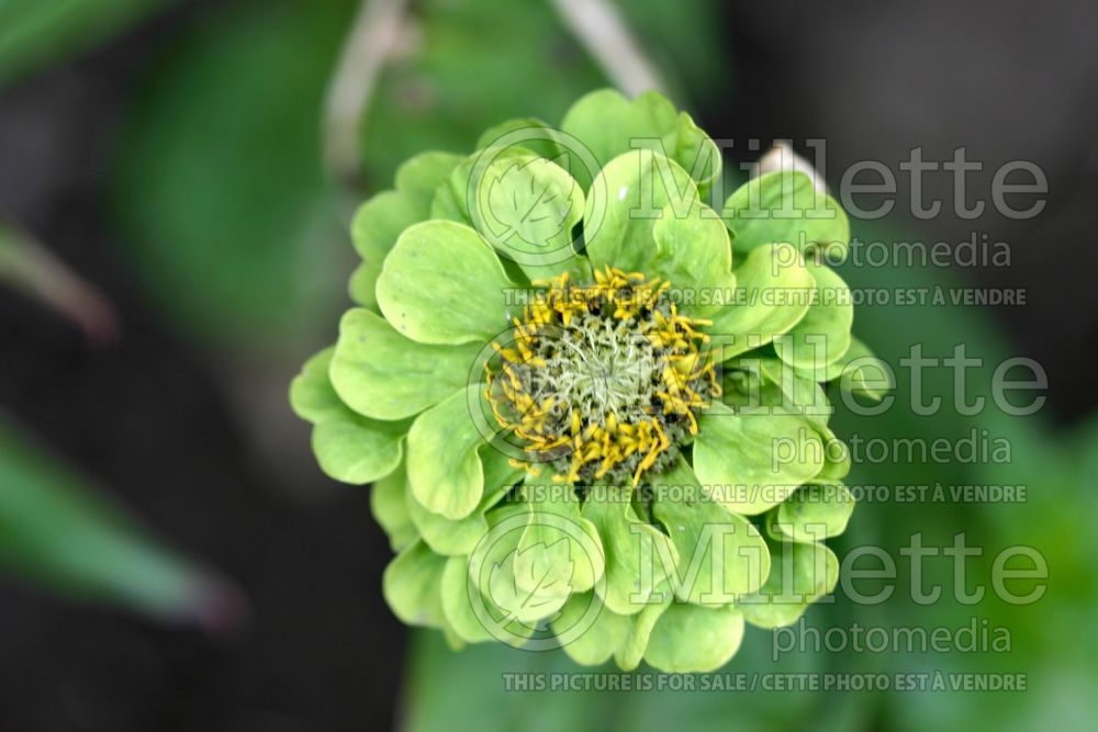 Zinnia Envy (Zinnia) 5 