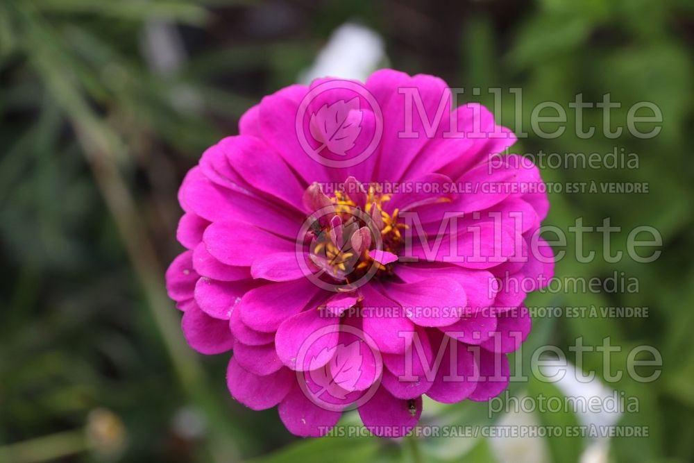 Zinnia Purple Prince (Zinnia) 3 