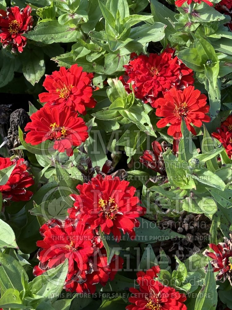 Zinnia Holi Scarlet (Zinnia) 3 