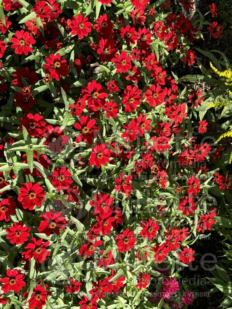 Zinnia Profusion Red (Zinnia) 2 