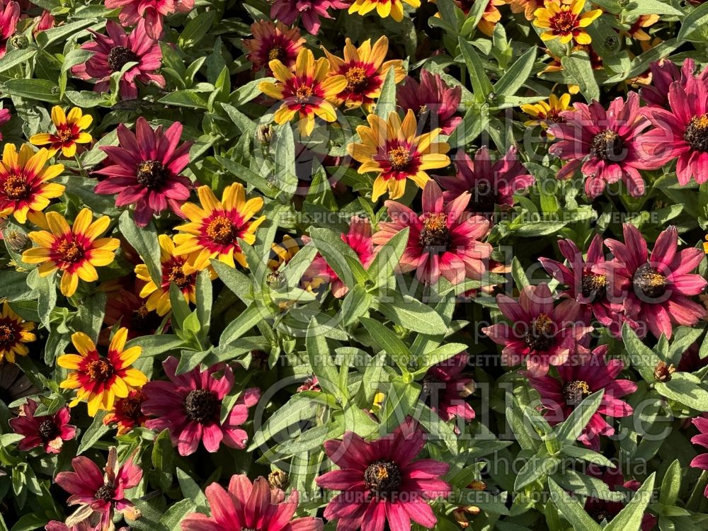 Zinnia Profusion Red Yellow Bicolor (Zinnia) 4 