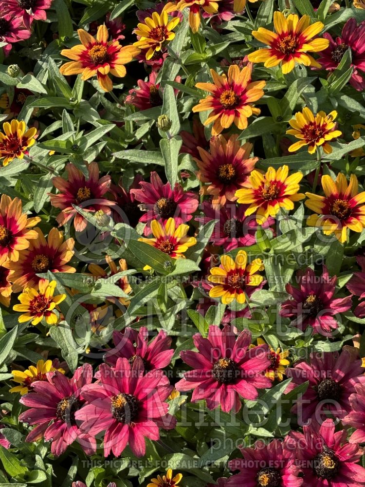 Zinnia Profusion Red Yellow Bicolor (Zinnia) 5