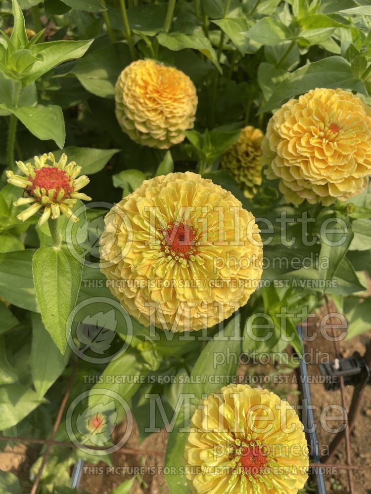 Zinnia Queeny Lemon Peach (Zinnia) 1 