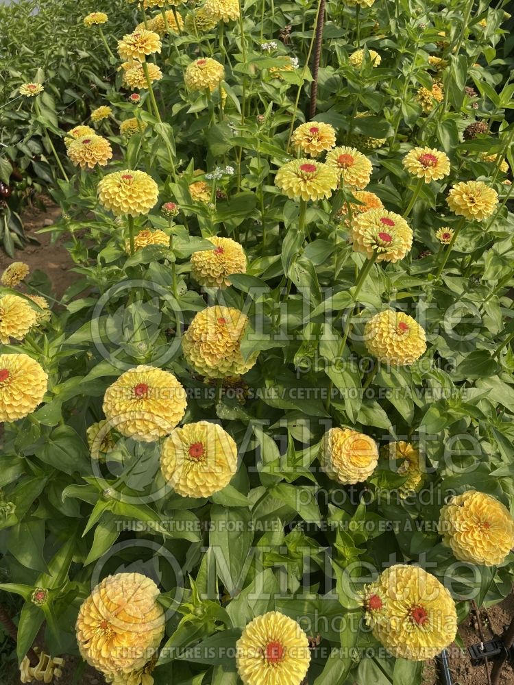 Zinnia Queeny Lemon Peach (Zinnia) 2 