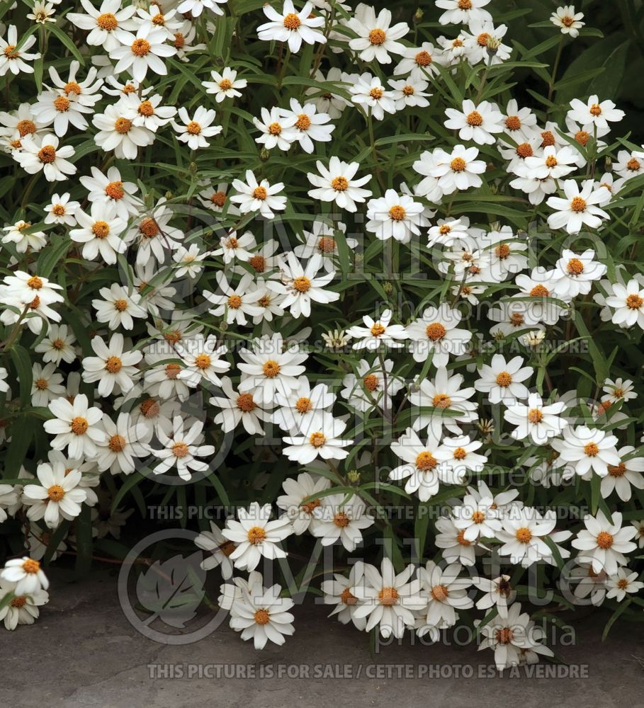 Zinnia White Star (Zinnia) 1 