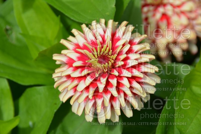 Zinnia Swizzle Cherry and Ivory (Zinnia) 1 