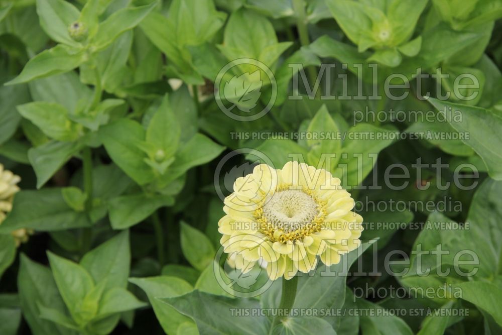 Zinnia Envy Lime (Zinnia) 2 