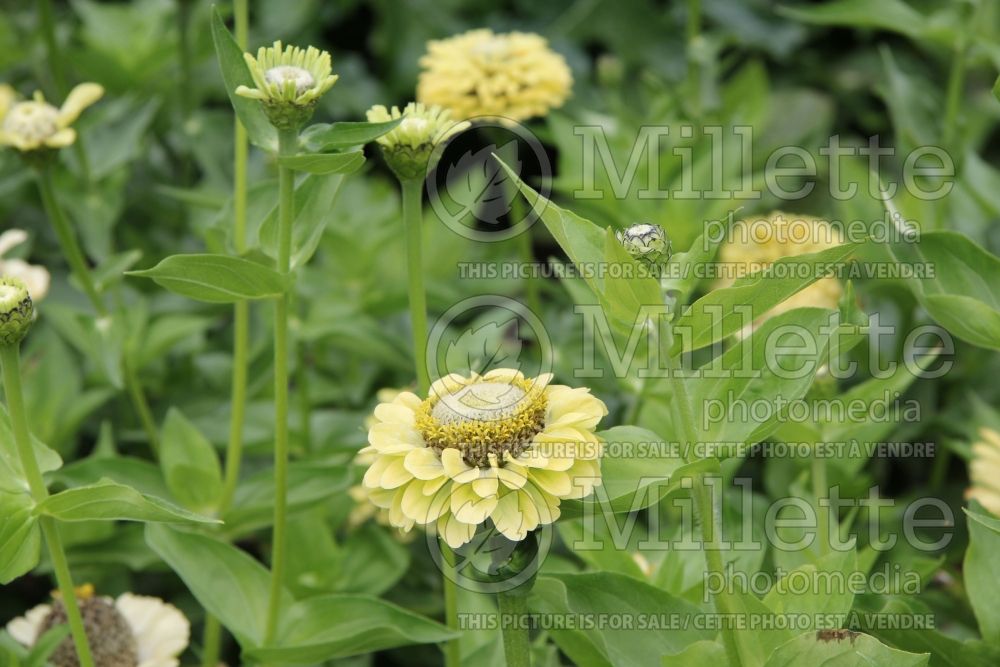 Zinnia Envy Lime (Zinnia) 3 