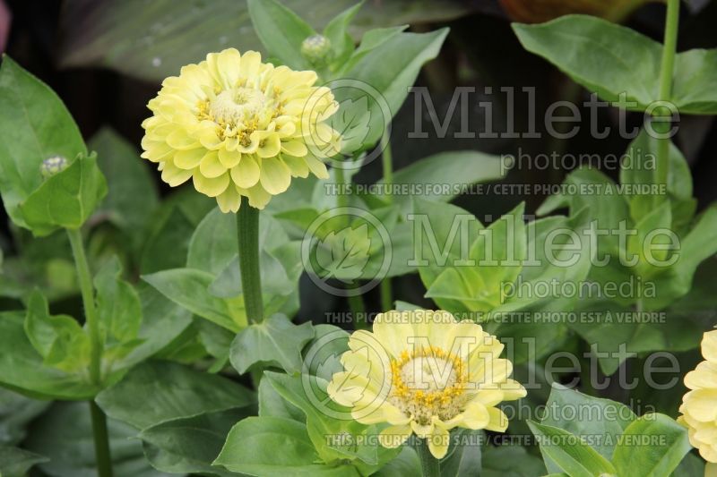 Zinnia Envy Lime (Zinnia) 4 